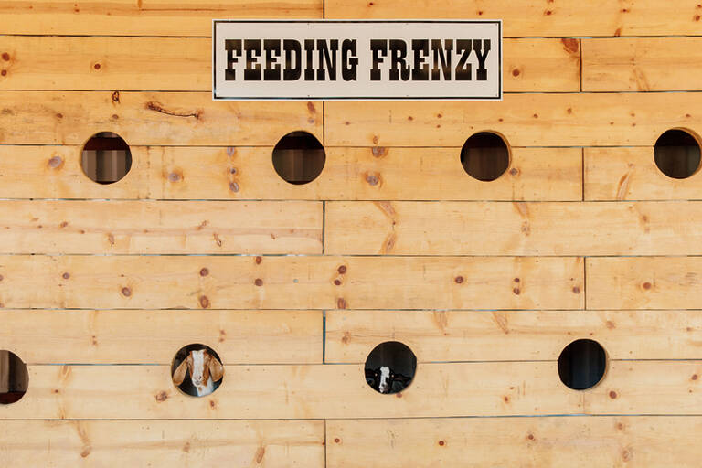 Feeding Frenzy For Goat Gobblers