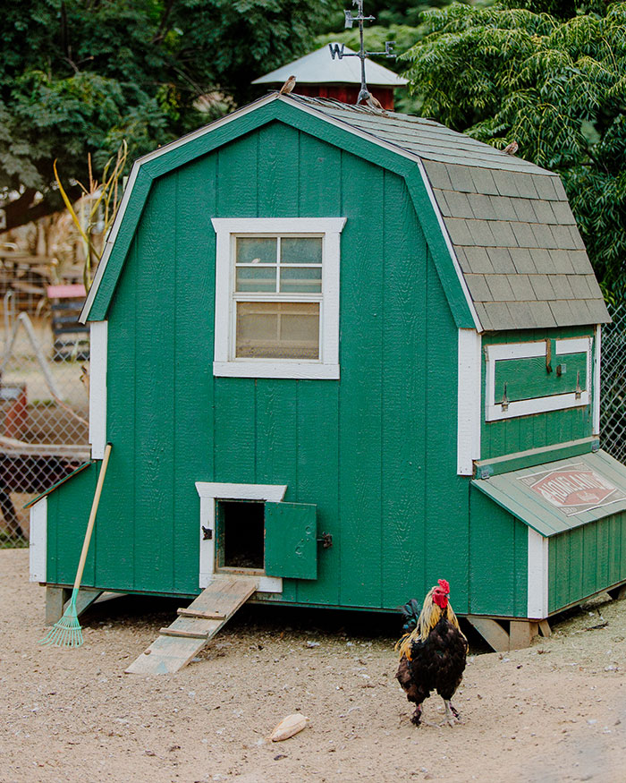 Chicken Coop Chicken Coop