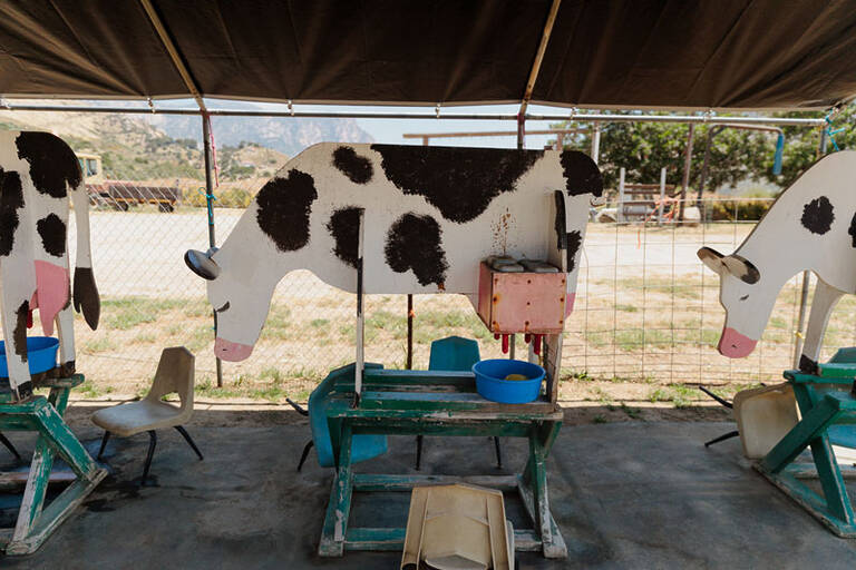 Cow Milking