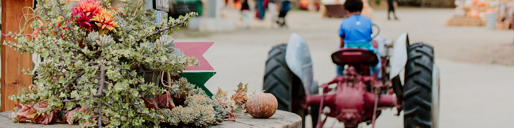 Plant Display And Child On Tractor