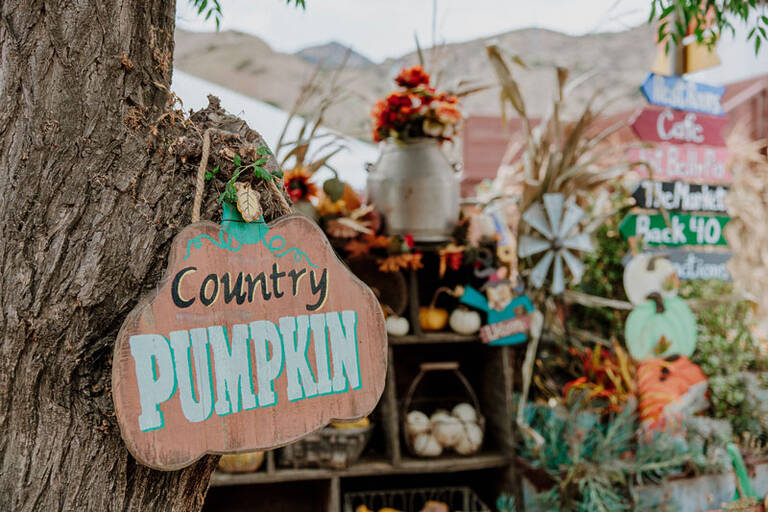 Pumpkin Patch 1