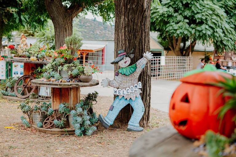 Pumpkin Patch 3
