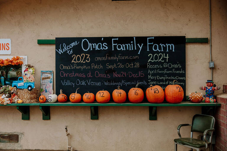Pumpkin Patch 4