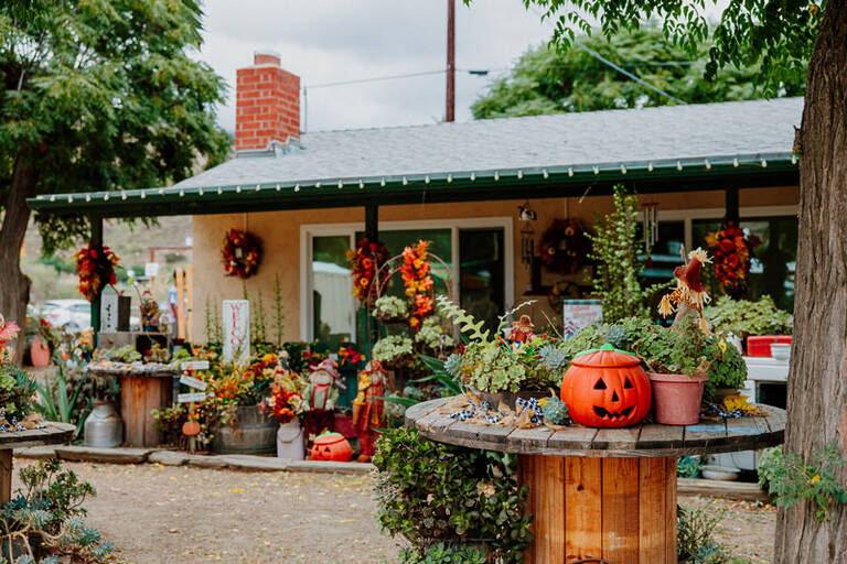 Pumpkin Patch 5