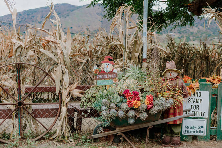 Pumpkin Patch 6