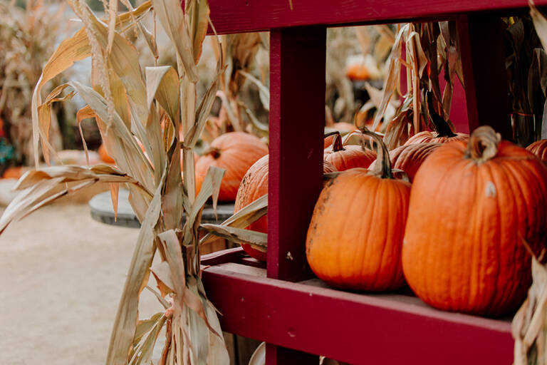 Pumpkins With Cornstalks