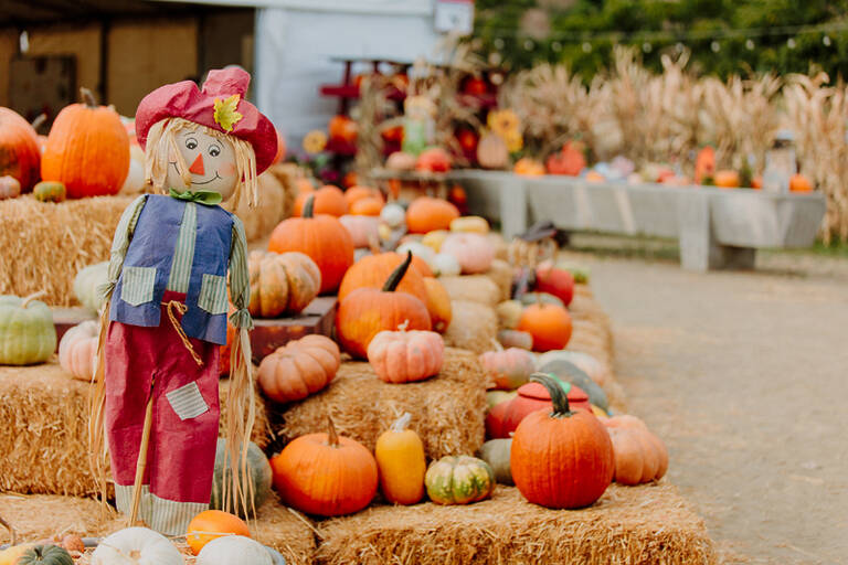 Scarecrow With Pumpkins On Haystacks